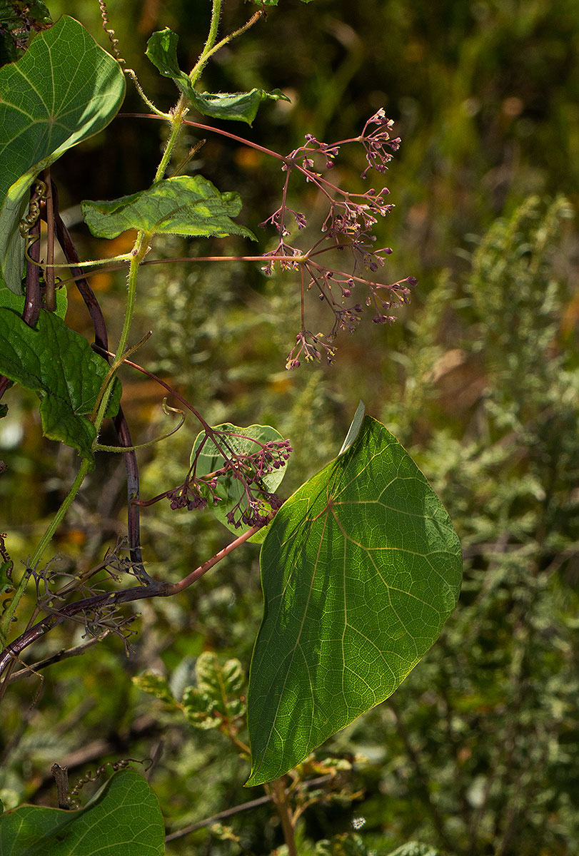 Stephania abyssinica var. abyssinica Stephania abyssinica var. abyssinica
