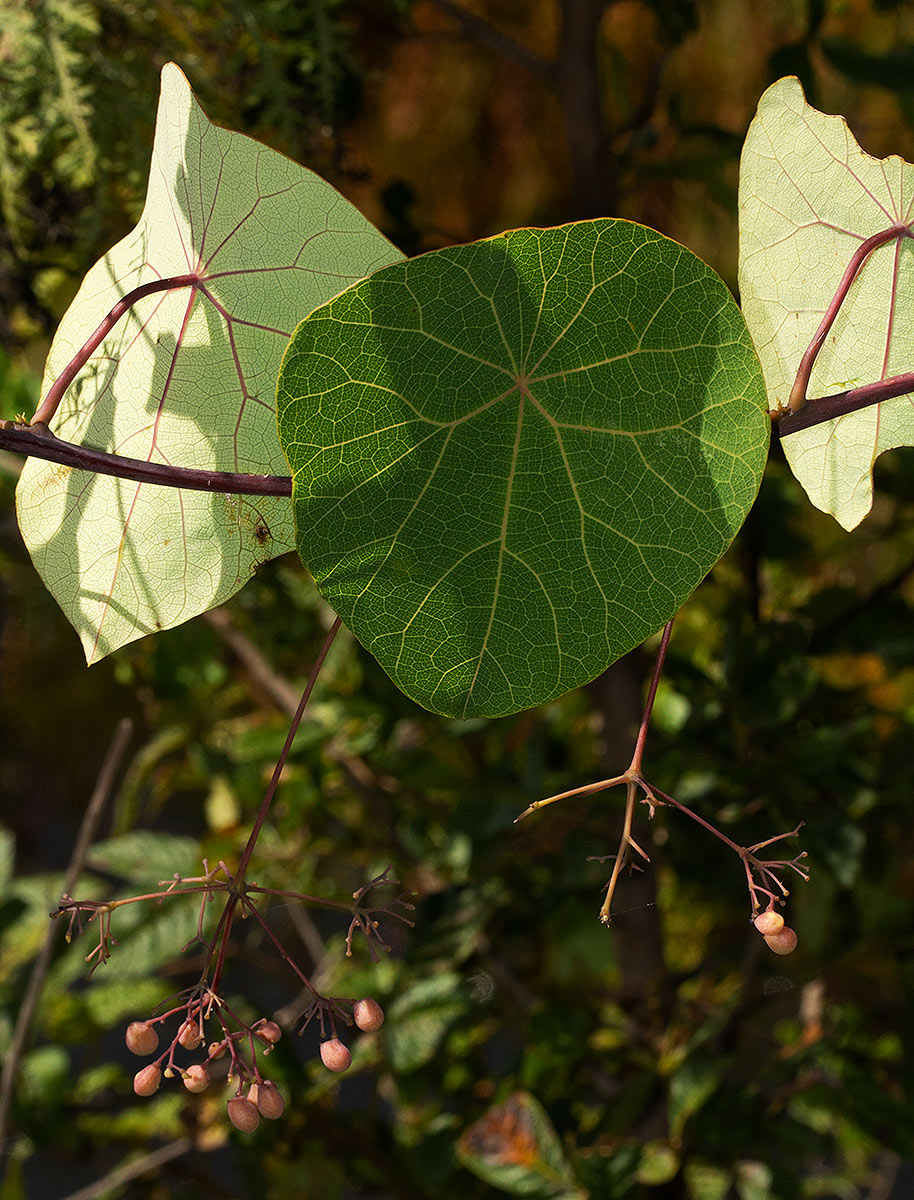 Stephania abyssinica var. abyssinica Stephania abyssinica var. abyssinica