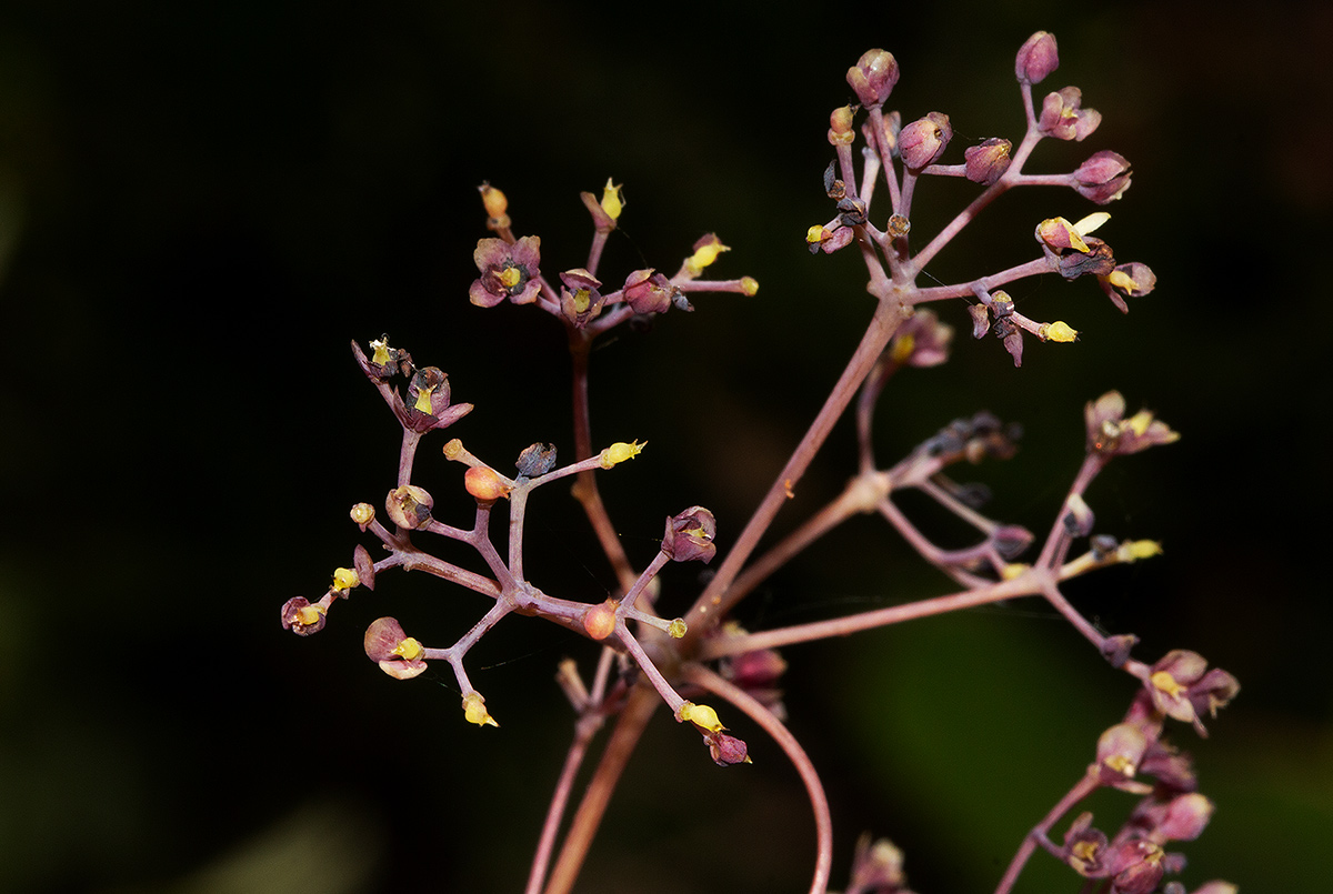 Stephania abyssinica var. abyssinica