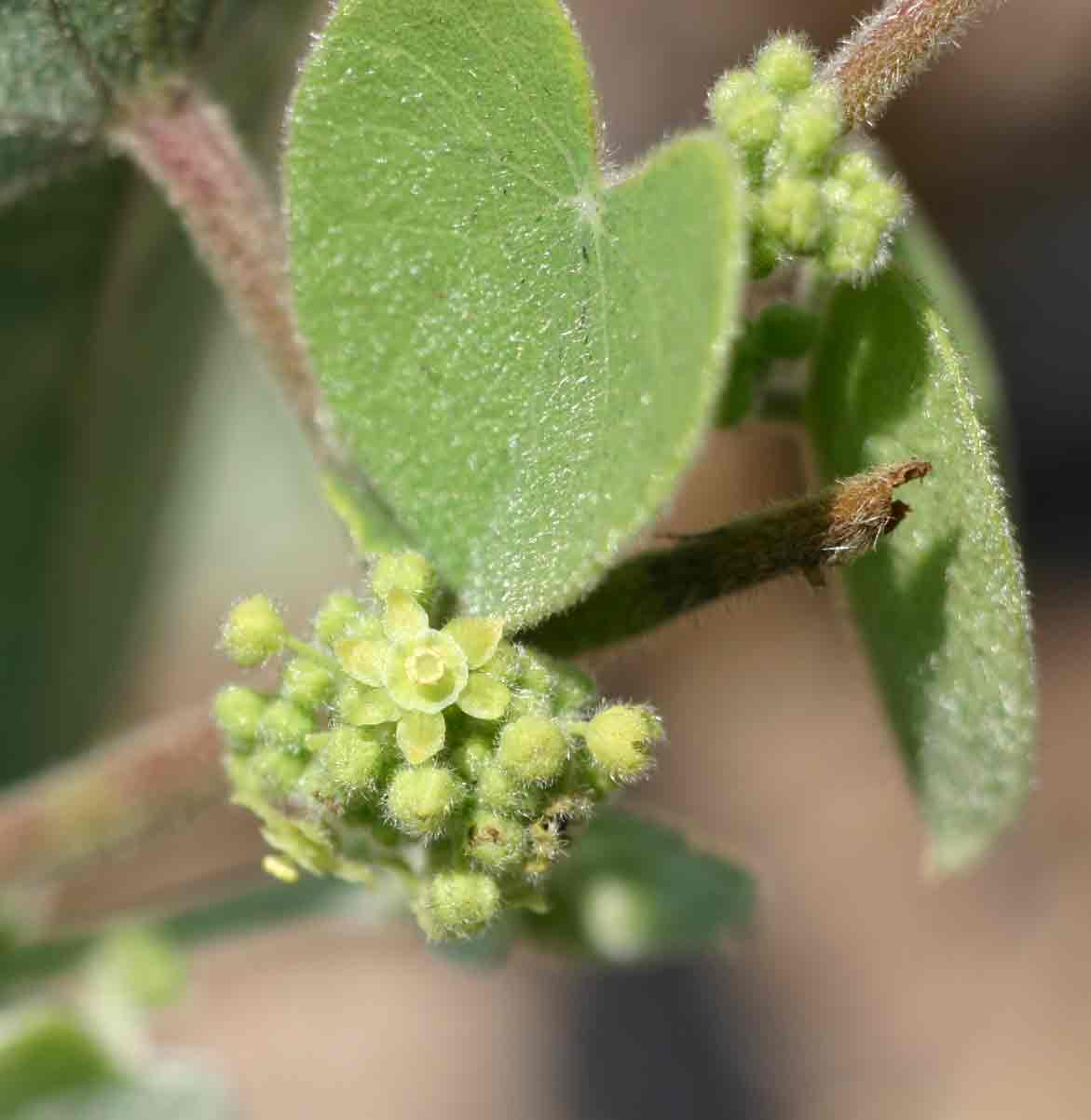 Cissampelos mucronata