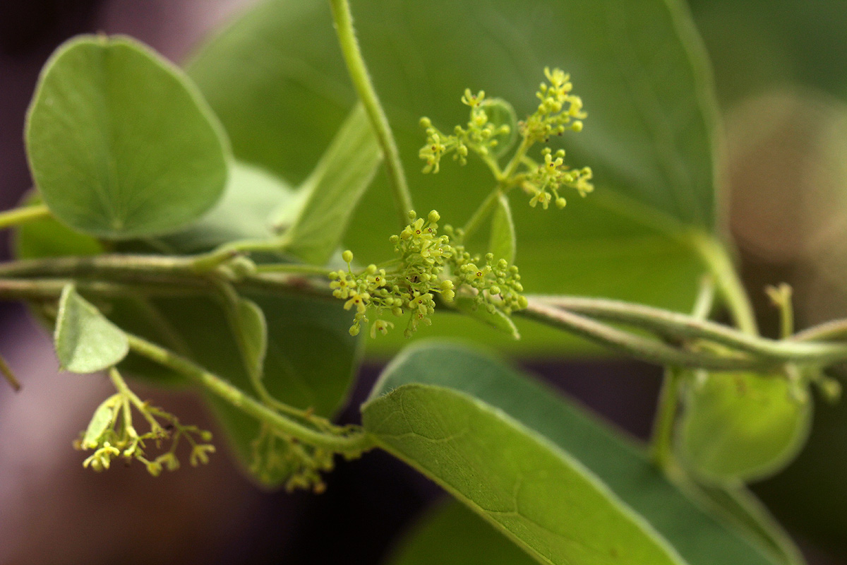 Cissampelos mucronata