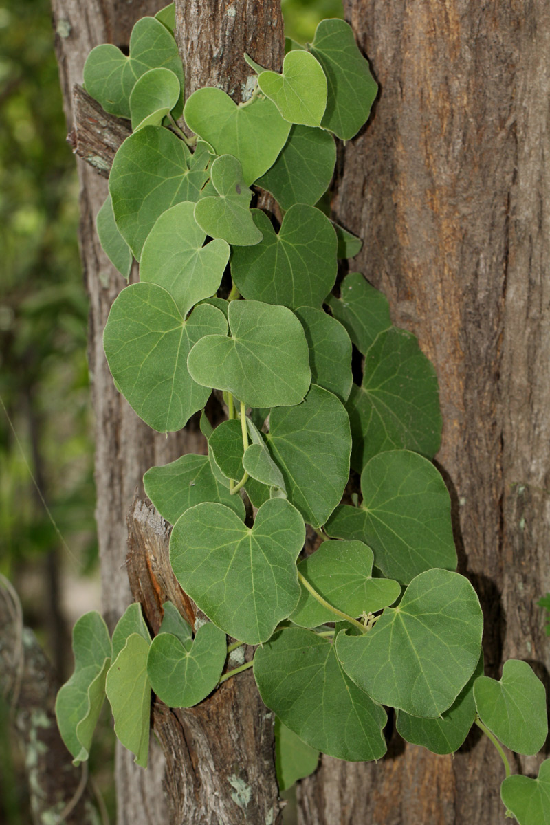 Cissampelos mucronata Cissampelos mucronata