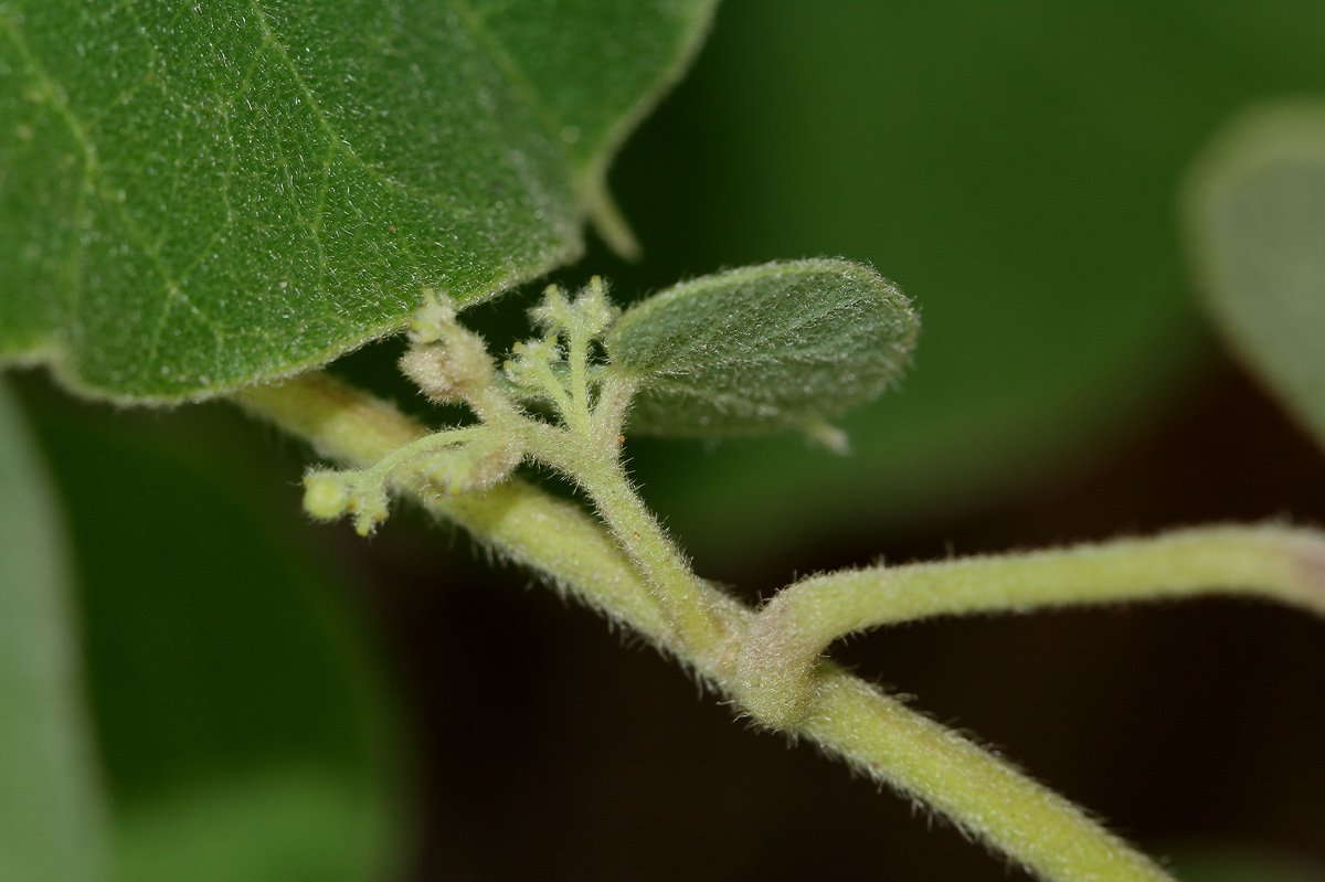 Cissampelos mucronata Cissampelos mucronata