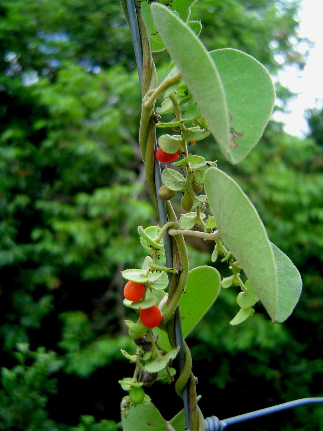 Cissampelos mucronata