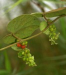 Cissampelos mucronata