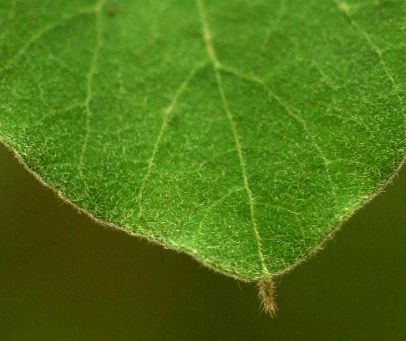 Cissampelos mucronata