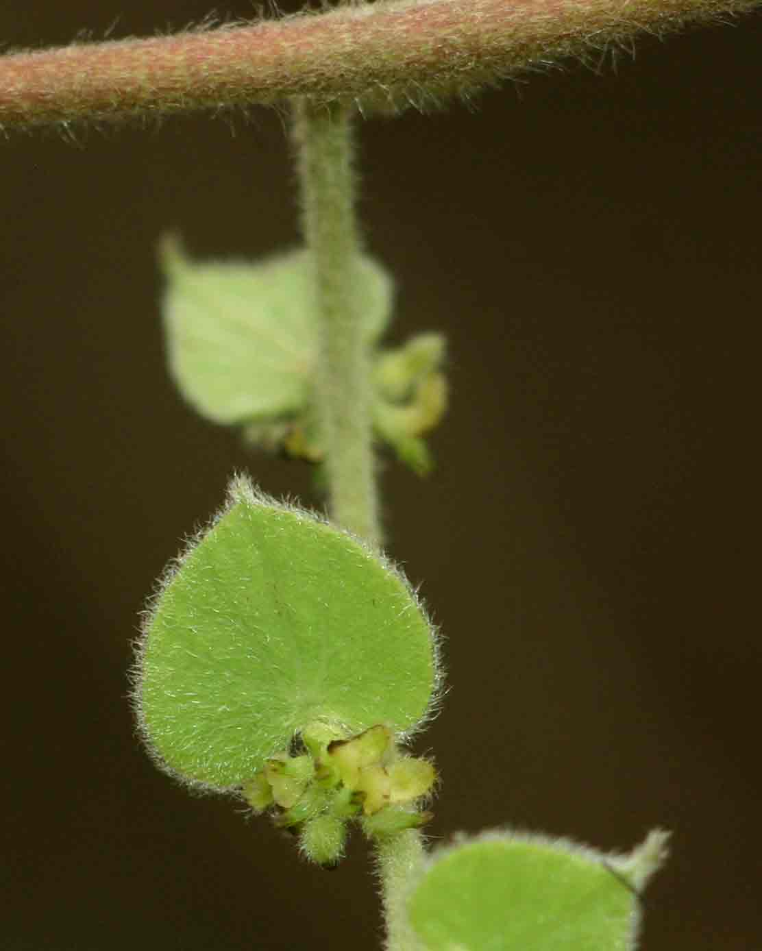 Cissampelos mucronata