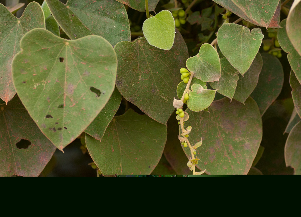 Cissampelos mucronata