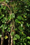 Tinospora afra