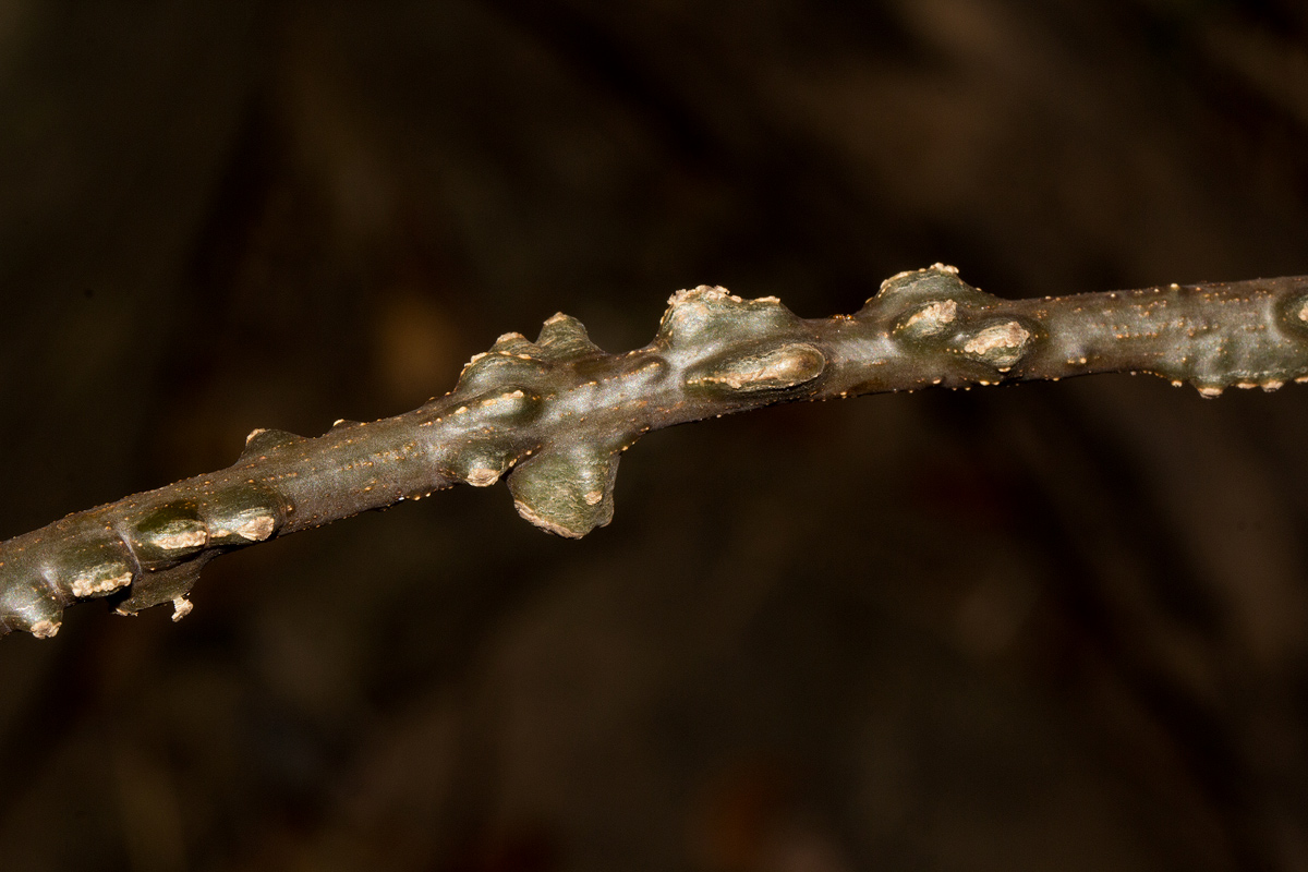 Tinospora afra Tinospora afra