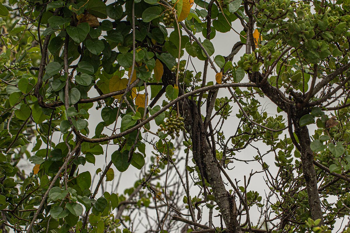 Tinospora afra Tinospora afra