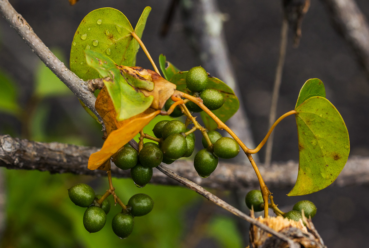 Tinospora afra Tinospora afra