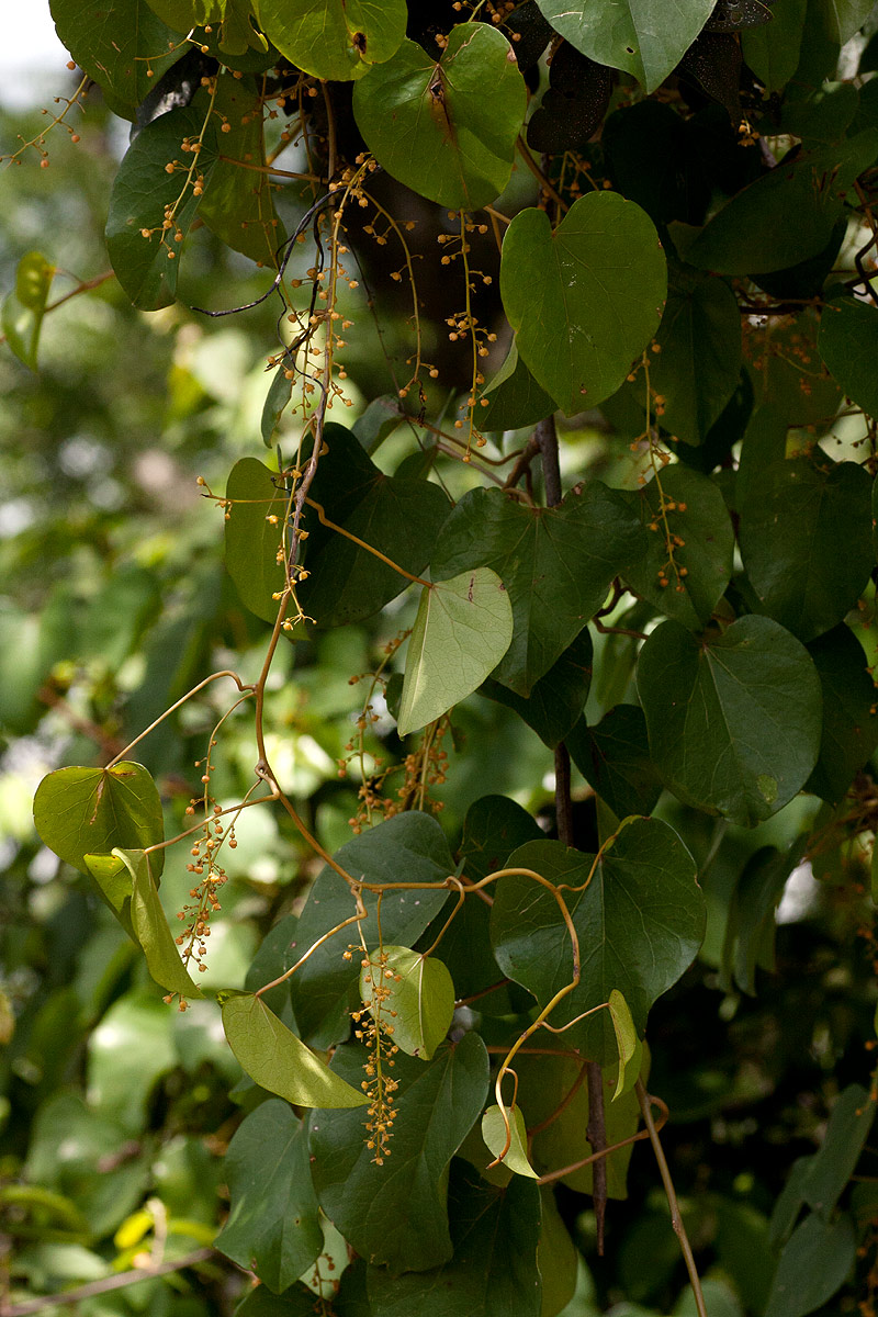 Tinospora afra Tinospora afra