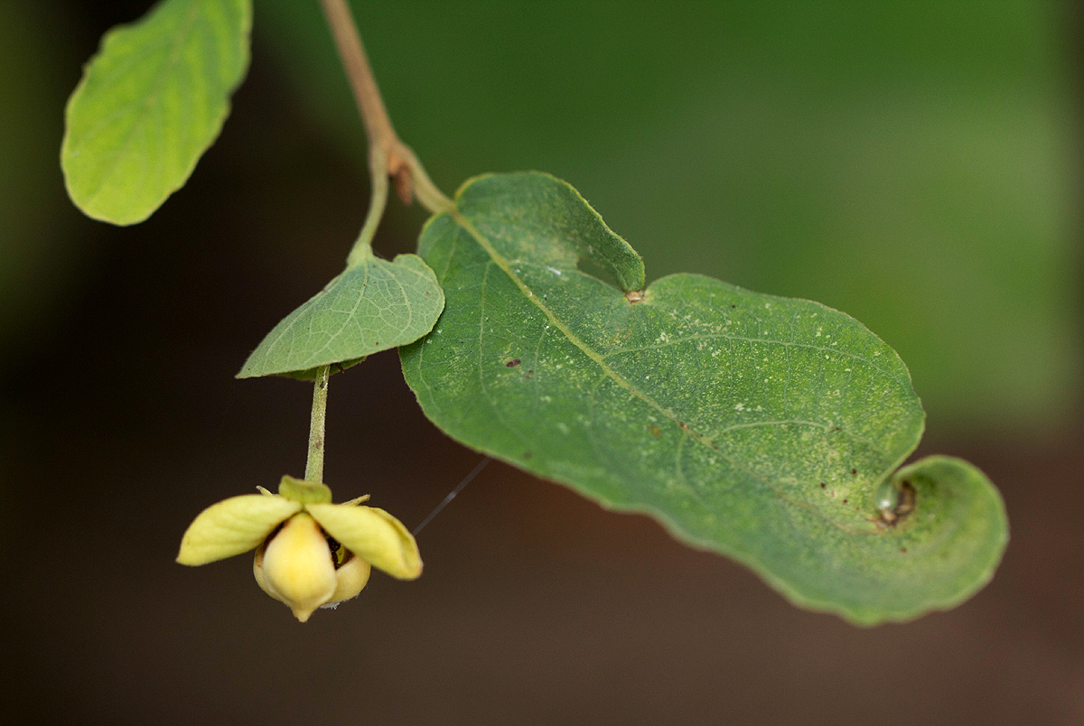 Friesodielsia obovata Friesodielsia obovata