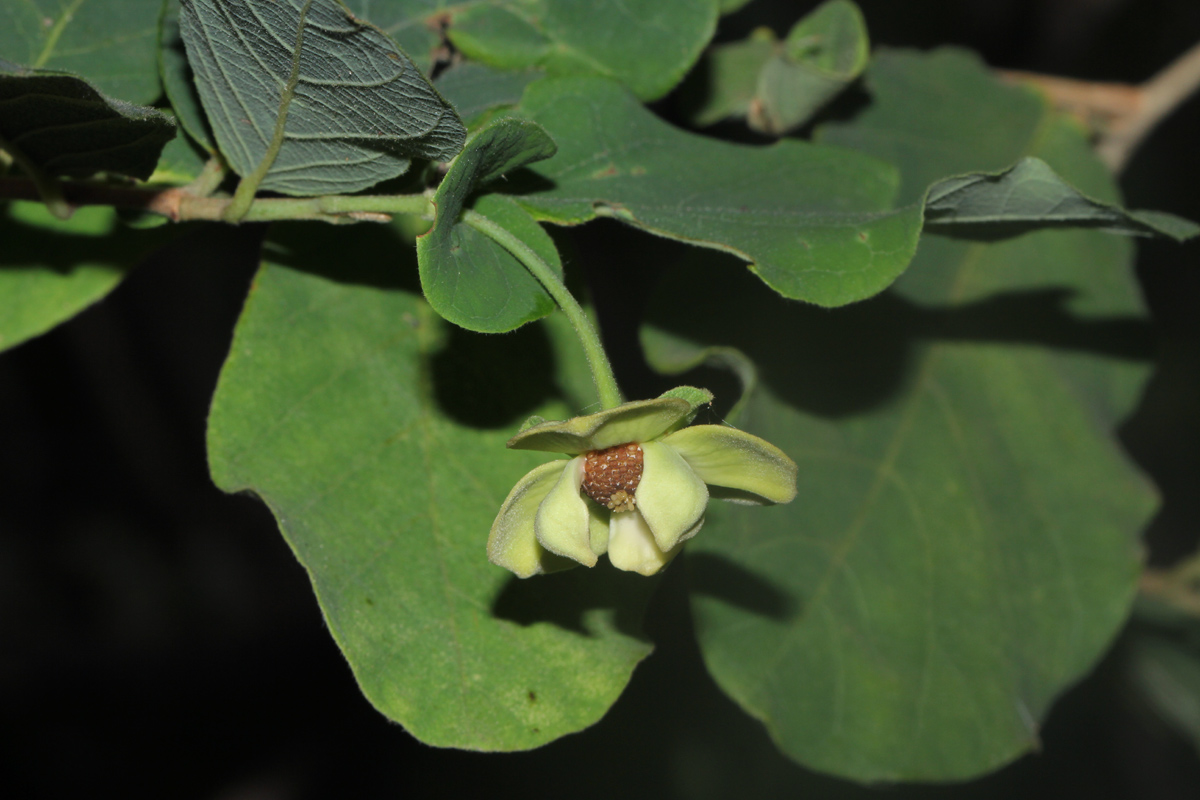 Friesodielsia obovata