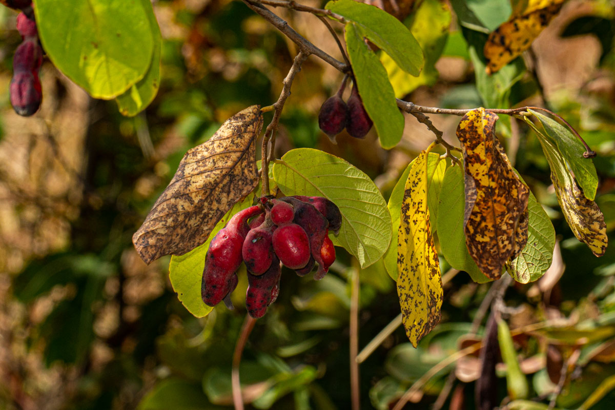 Friesodielsia obovata Friesodielsia obovata