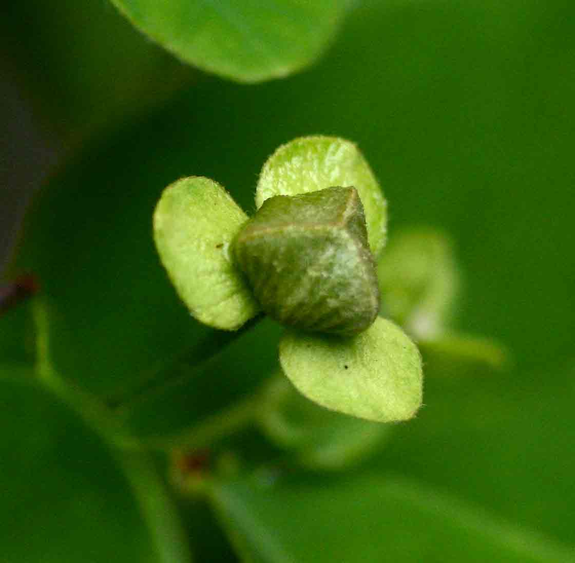 Friesodielsia obovata Friesodielsia obovata