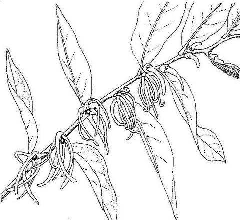 Xylopia odoratissima