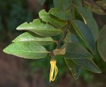 Xylopia odoratissima