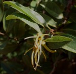 Xylopia odoratissima