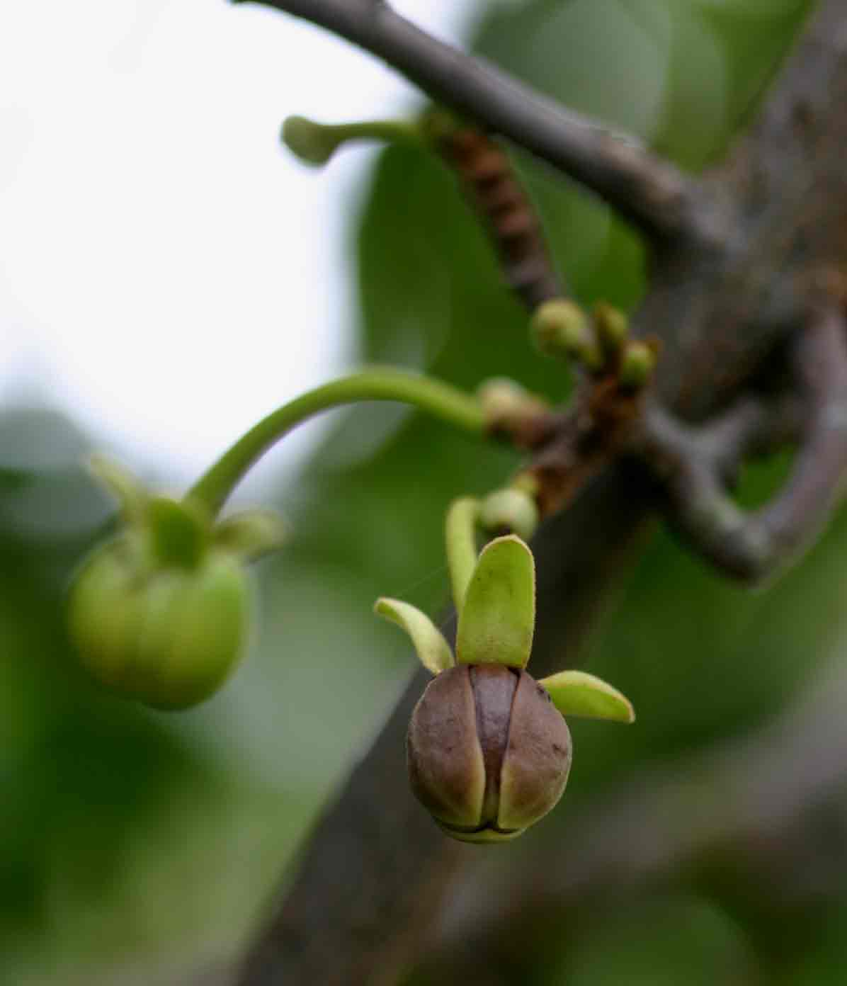 Artabotrys brachypetalus