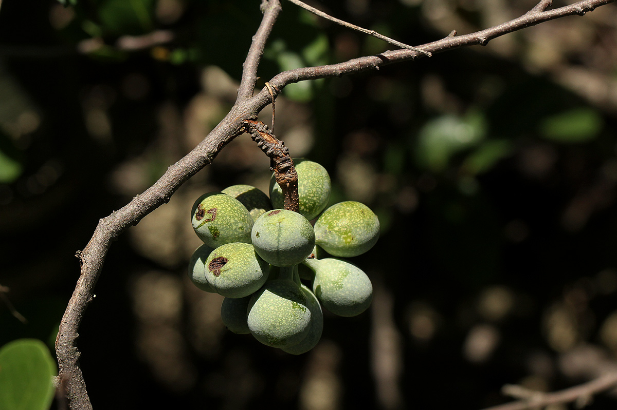 Artabotrys brachypetalus