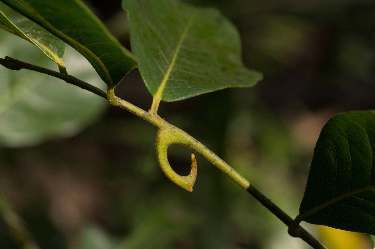 Artabotrys brachypetalus Artabotrys brachypetalus