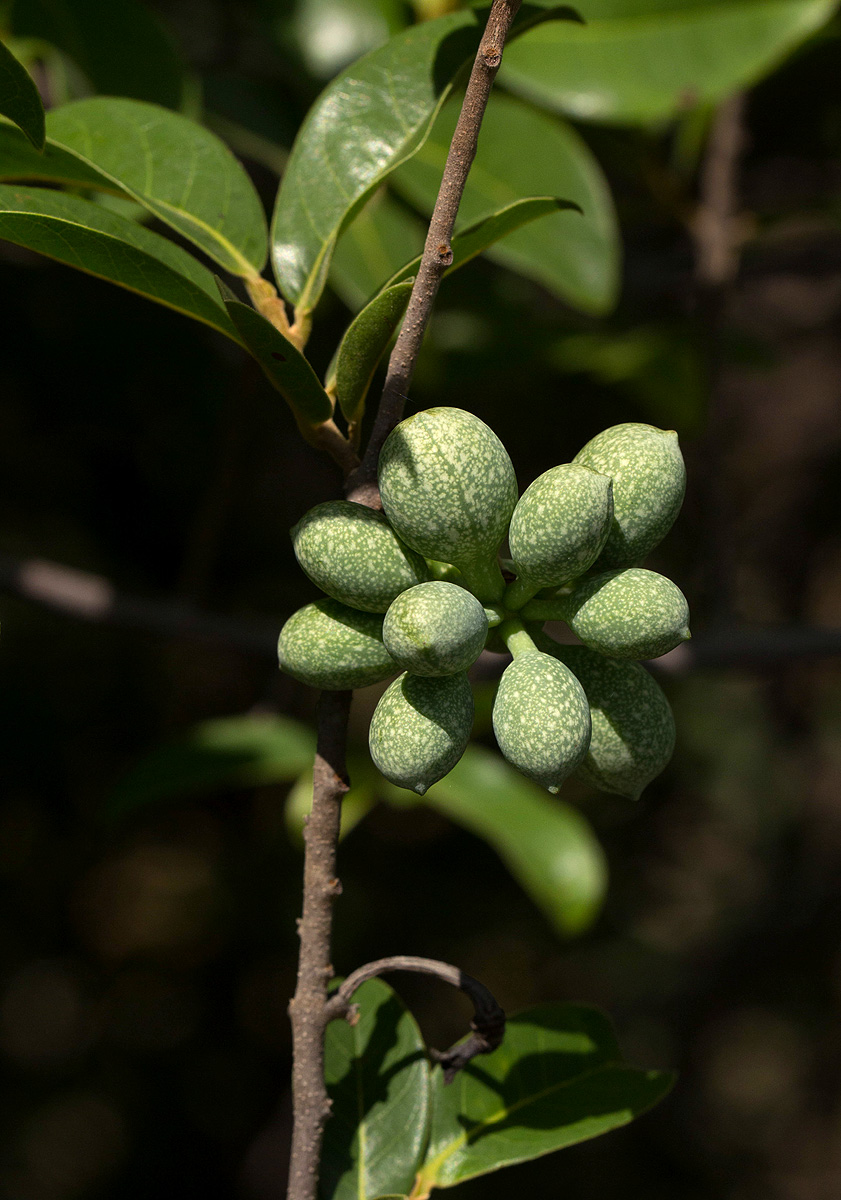 Artabotrys brachypetalus