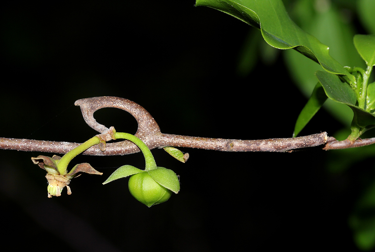 Artabotrys brachypetalus