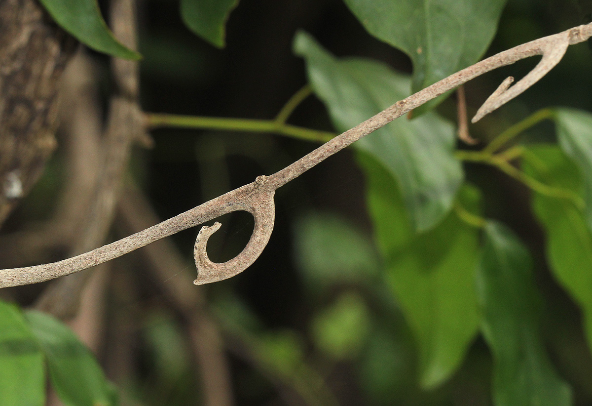 Artabotrys brachypetalus Artabotrys brachypetalus