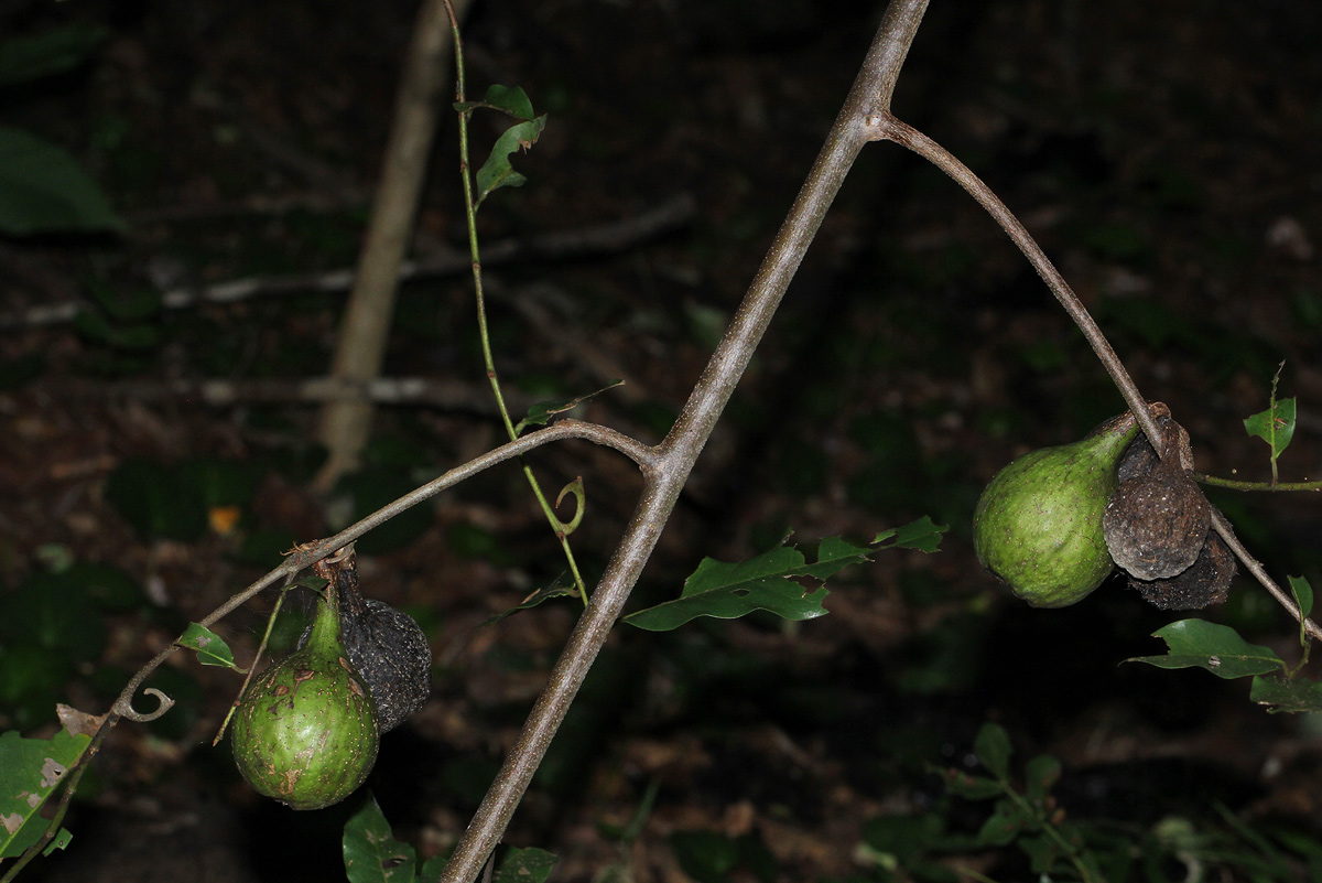 Artabotrys brachypetalus