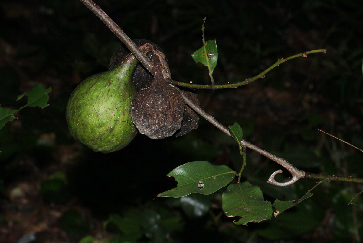 Artabotrys brachypetalus