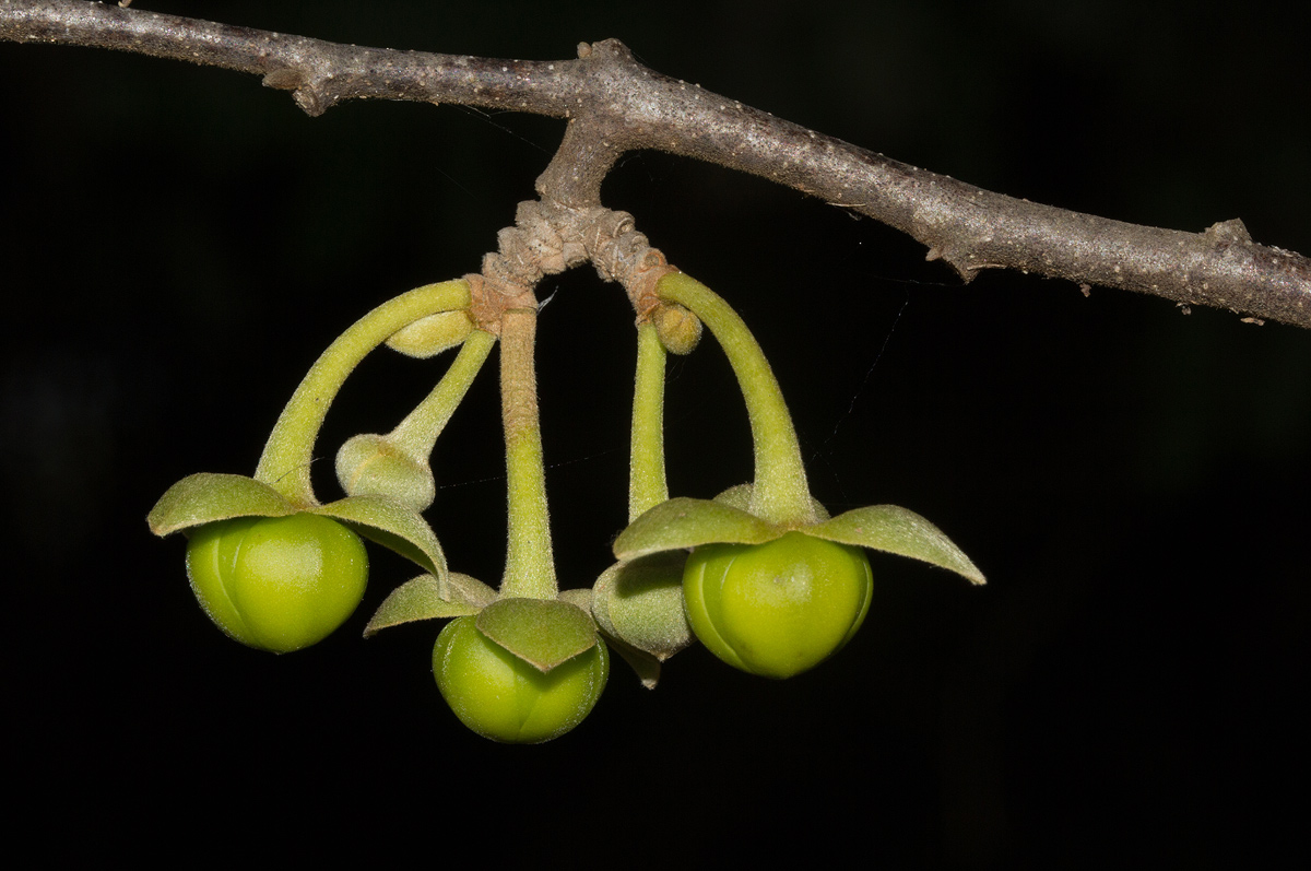 Artabotrys brachypetalus