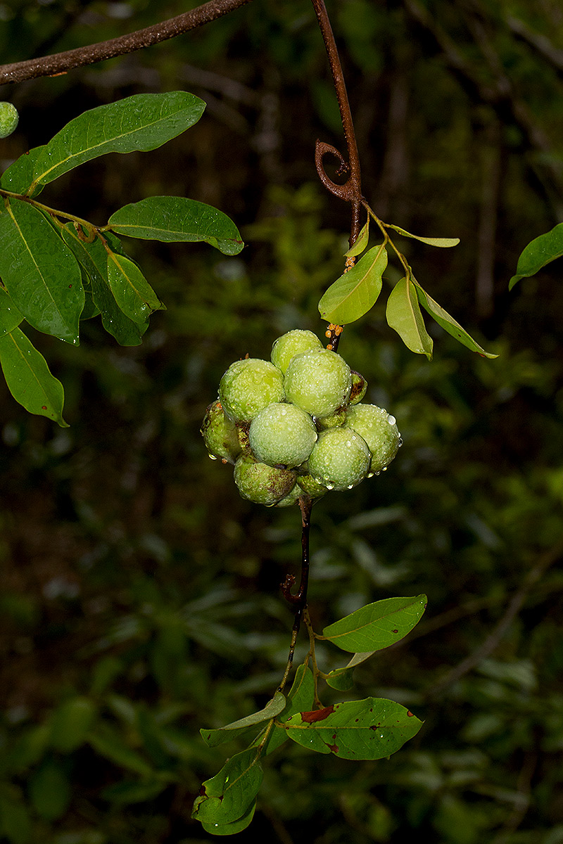 Artabotrys brachypetalus