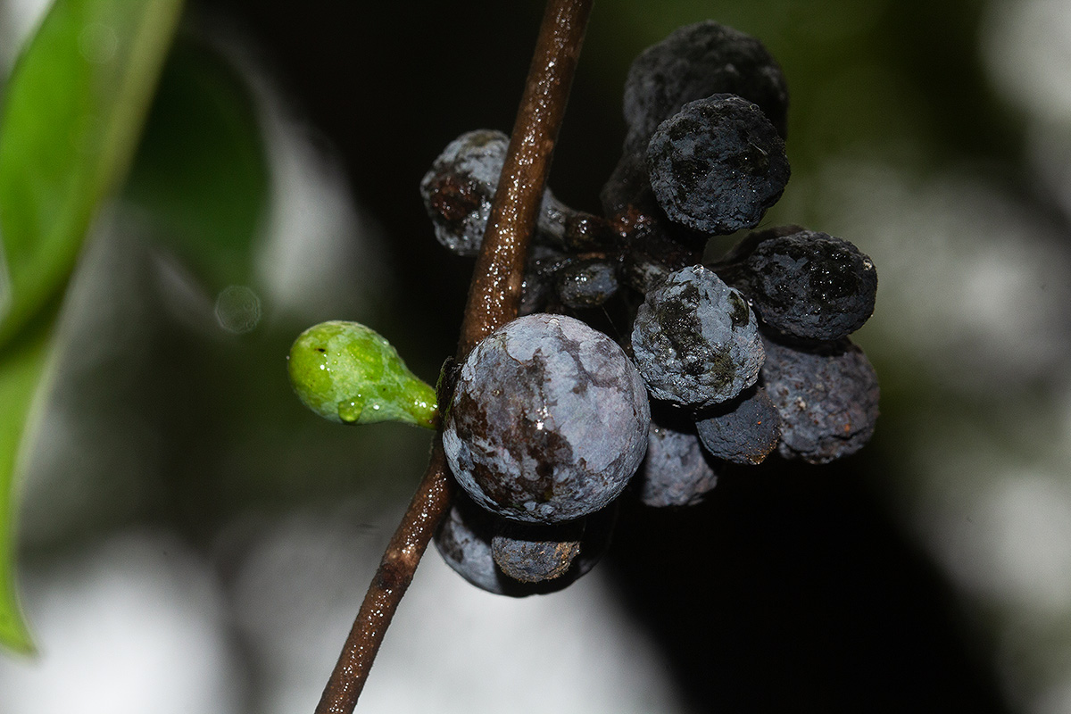 Artabotrys brachypetalus