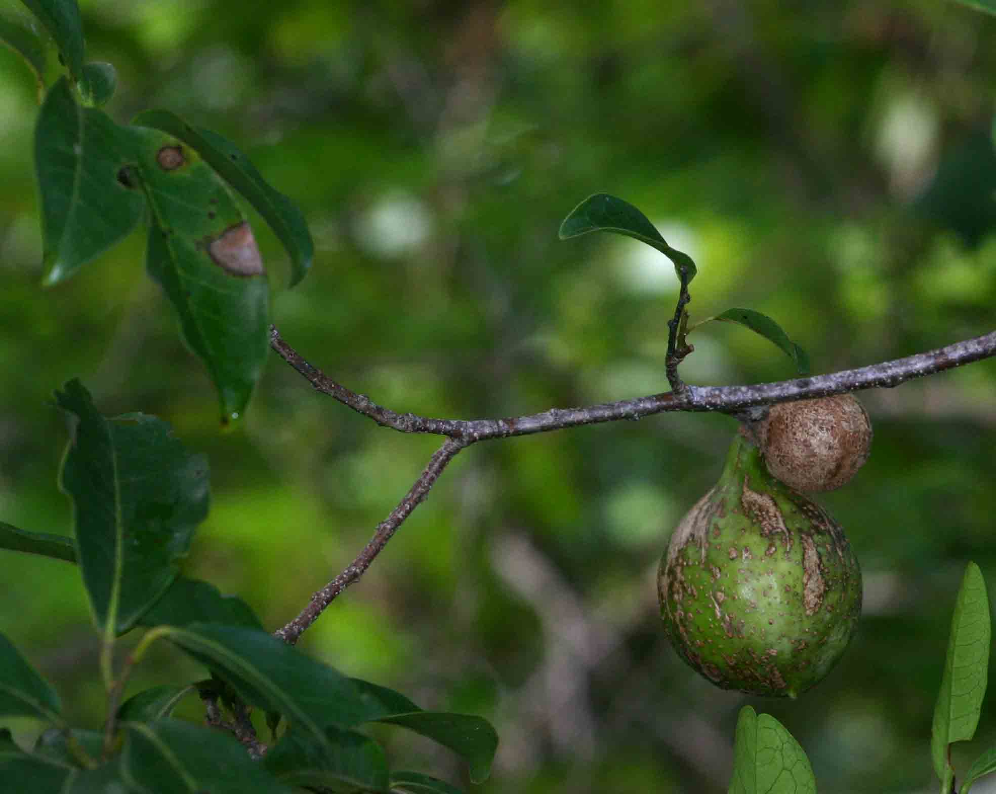 Artabotrys brachypetalus