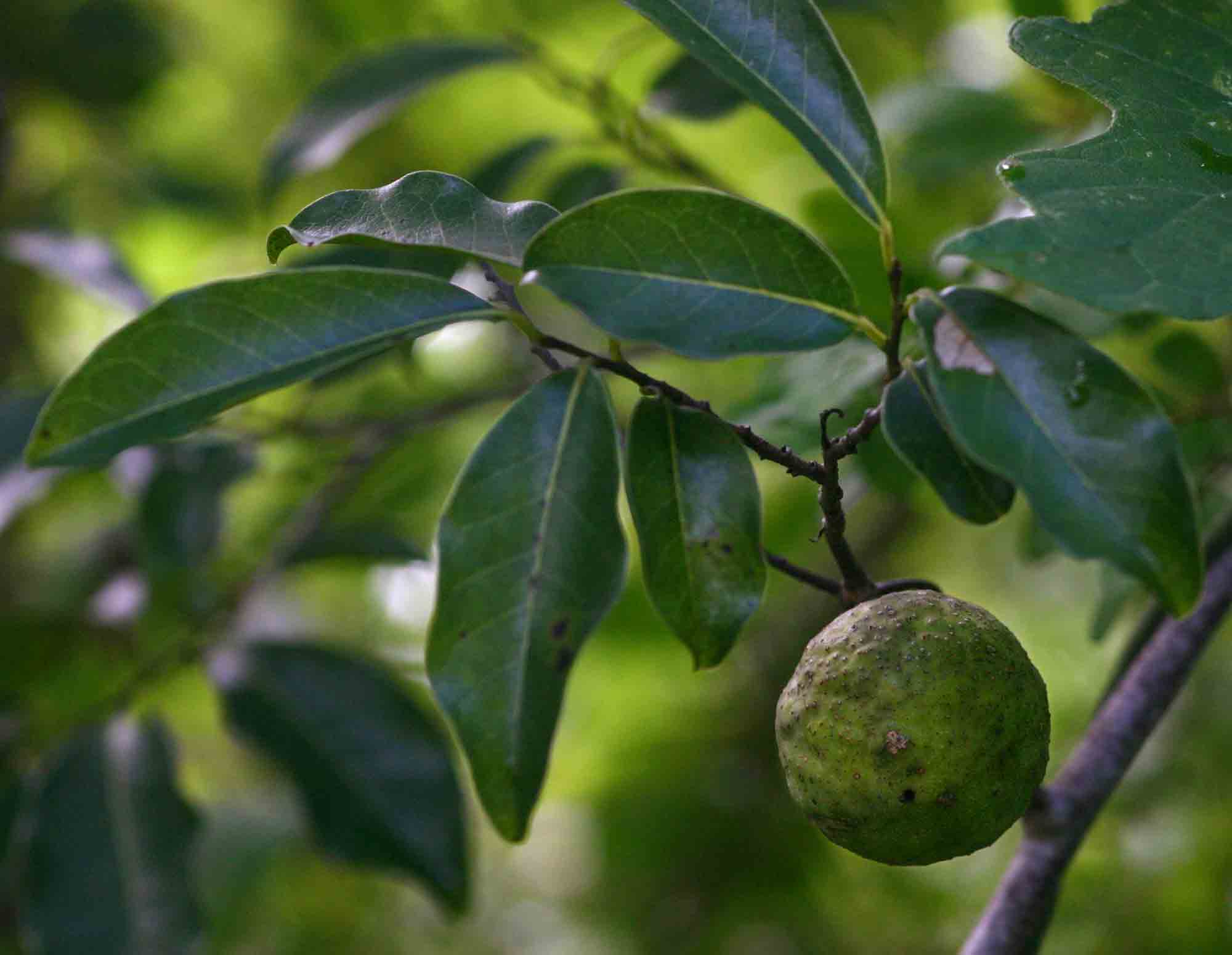 Artabotrys brachypetalus