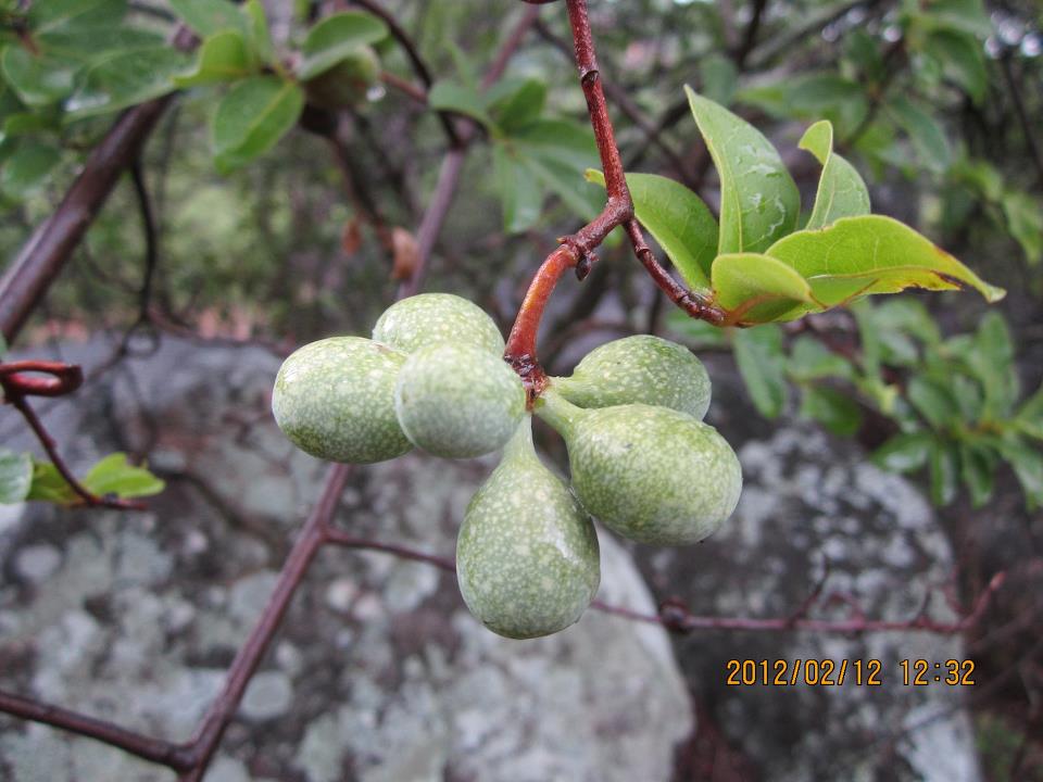 Artabotrys brachypetalus