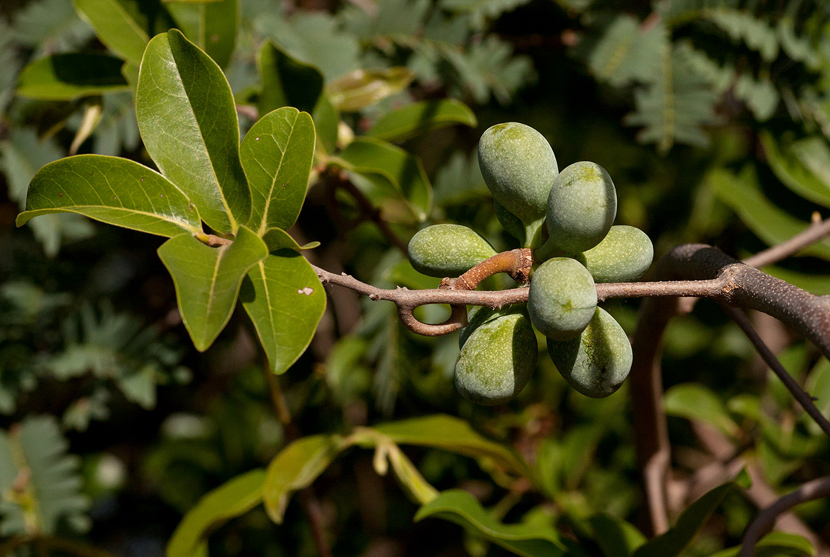Artabotrys brachypetalus