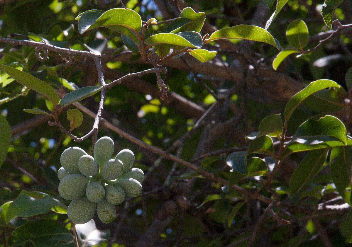 Artabotrys brachypetalus