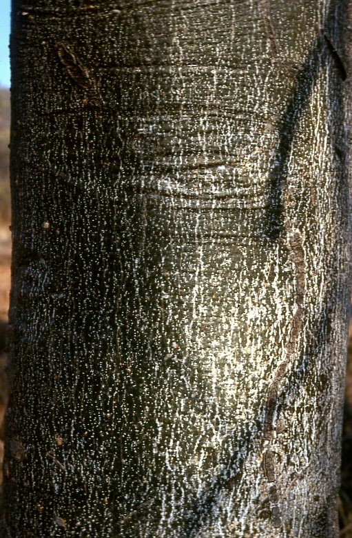 Gyrocarpus americanus subsp. africanus