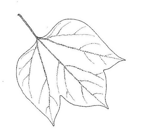 Gyrocarpus americanus subsp. africanus