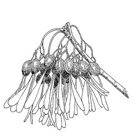 Gyrocarpus americanus subsp. africanus