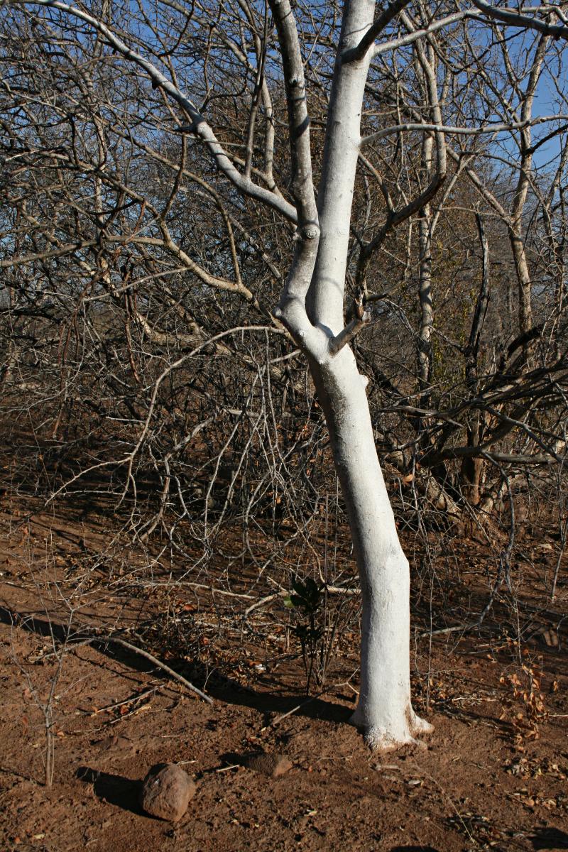 Gyrocarpus americanus subsp. africanus