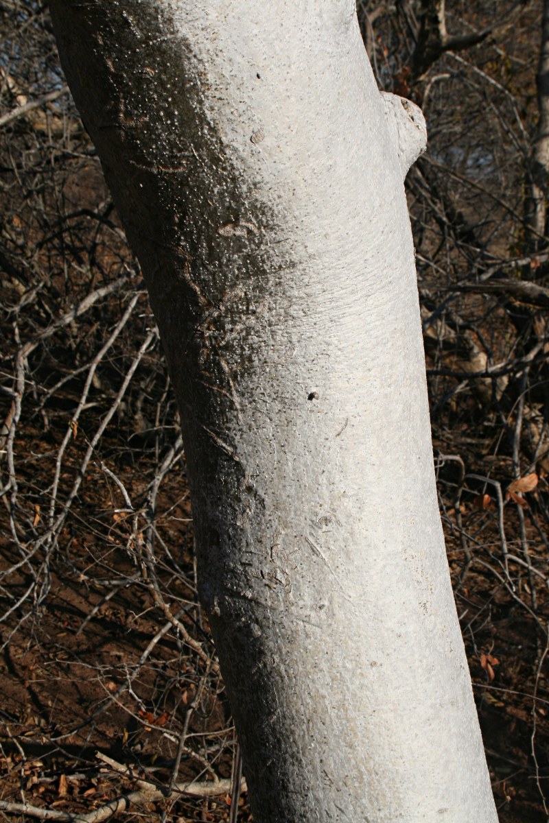 Gyrocarpus americanus subsp. africanus