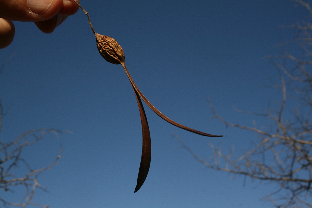 Gyrocarpus americanus subsp. africanus
