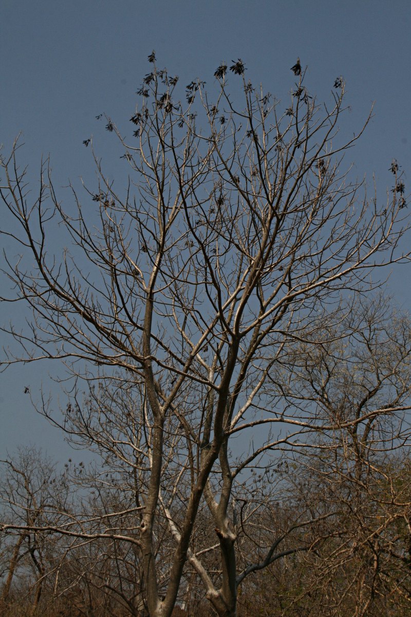 Gyrocarpus americanus subsp. africanus