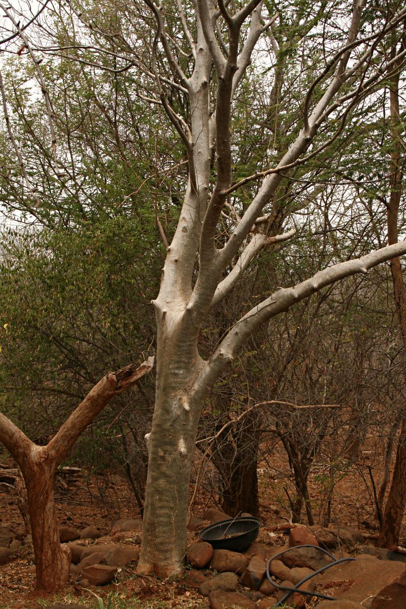 Gyrocarpus americanus subsp. africanus