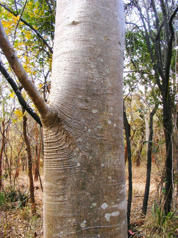 Gyrocarpus americanus subsp. africanus