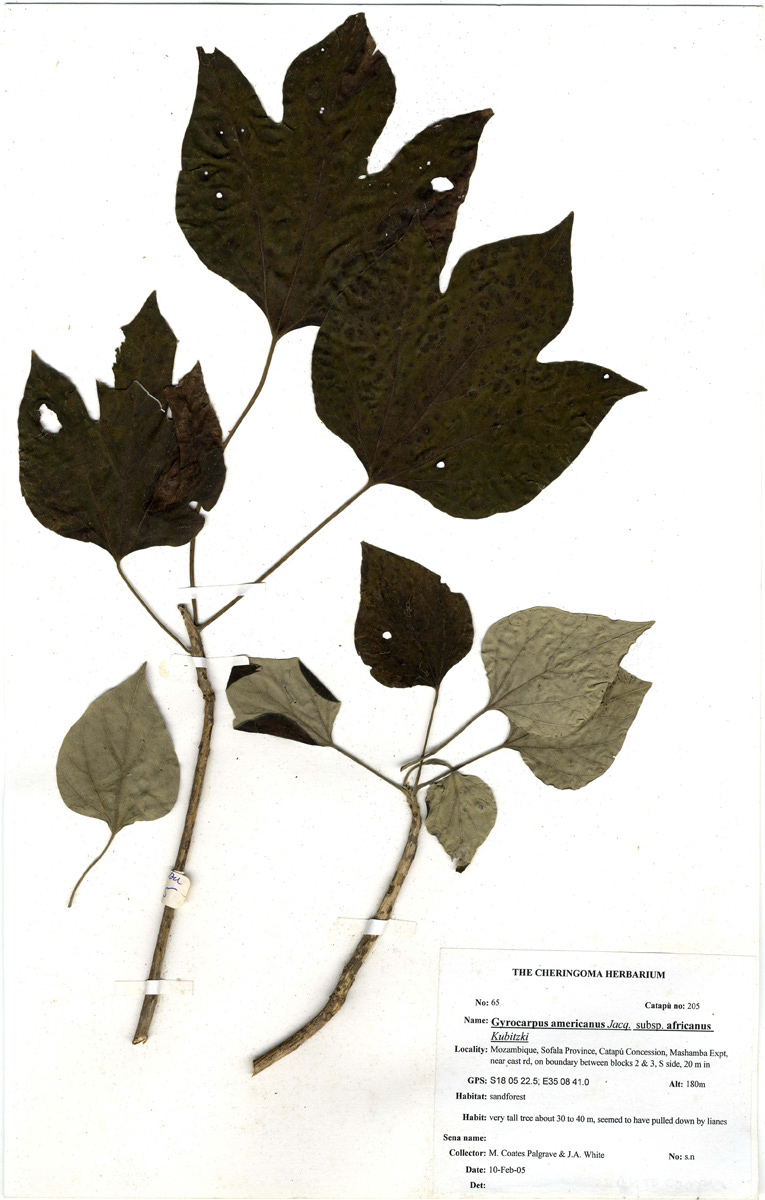 Gyrocarpus americanus subsp. africanus